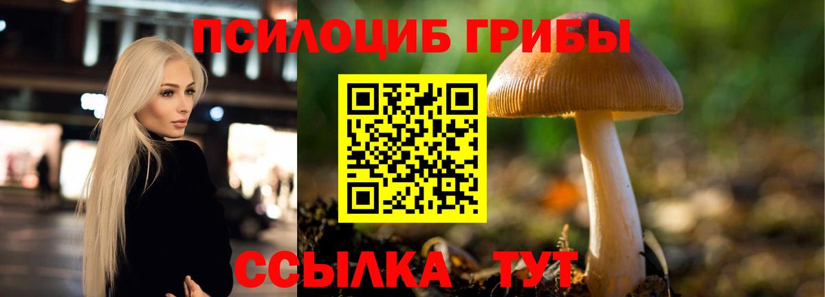 Псилоцибиновые грибы Psilocybe Благодарный